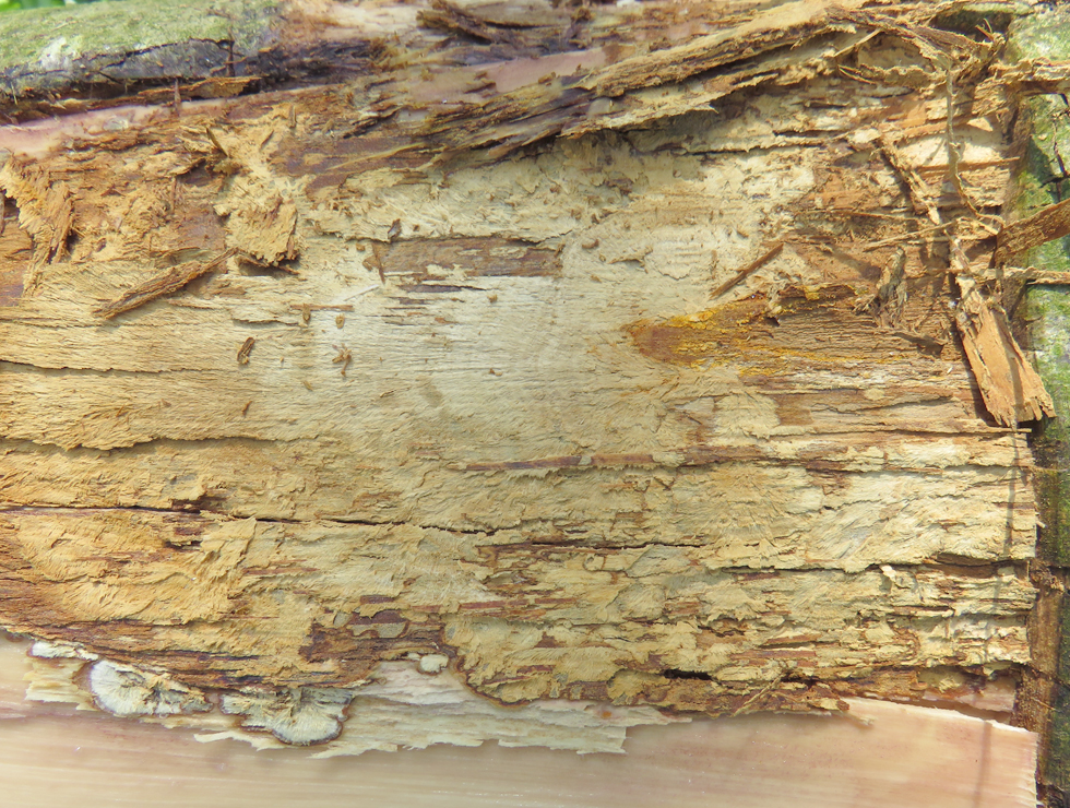 Kastanjekanker: Schadebeeld | © Viaverda